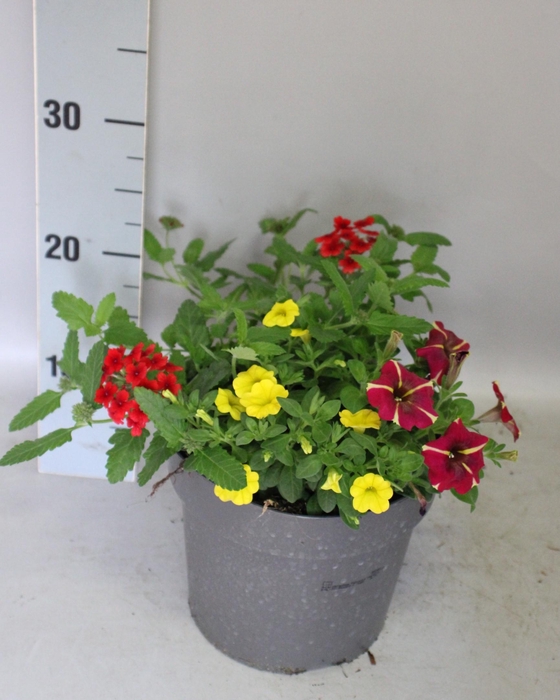<h4>Perkplanten 19 cm Mix 01 (Verb rood, cali geel, pet rood)</h4>