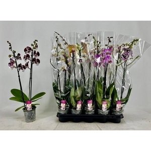PHAL GEM