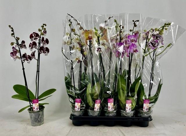 <h4>PHAL GEM</h4>
