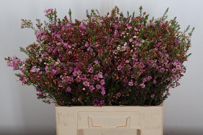 <h4>Chame Adi 60/25</h4>