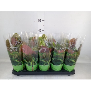 Maranta leuc. 'Fascinator'