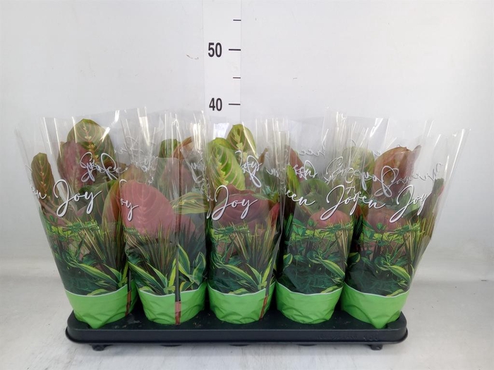 <h4>Maranta leuc. 'Fascinator'</h4>