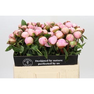 Paeonia Angel Cheeks