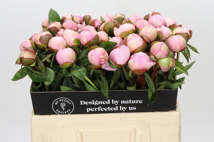 <h4>Paeonia Angel Cheeks</h4>