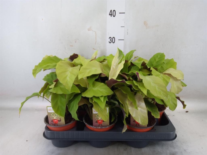 <h4>Calathea 'Fusion Yellow'</h4>