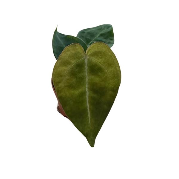 <h4>Anthurium overig</h4>