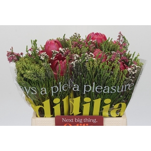 BQ Protea 3 Flowers