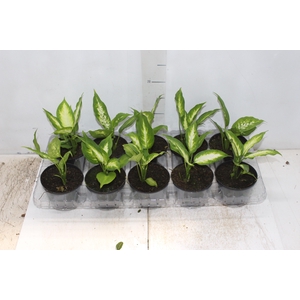 DIEFFENBACHIA TROPIC MARIANA P11