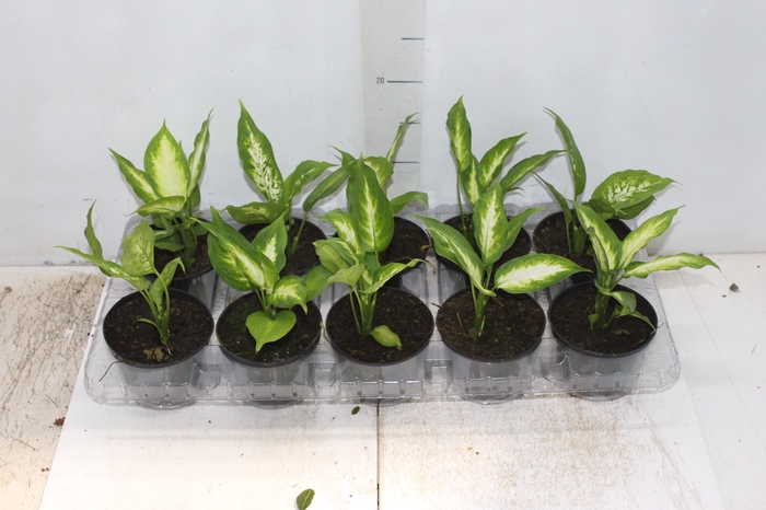 <h4>DIEFFENBACHIA TROPIC MARIANA P11</h4>