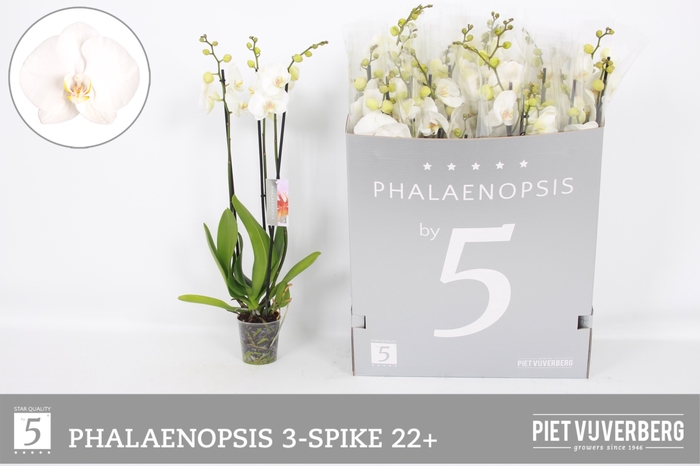 <h4>PHAL OV WIT</h4>