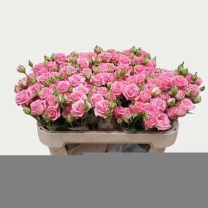 Rosa spray emilia