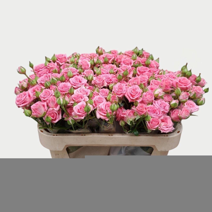 <h4>Rosa spray emilia</h4>