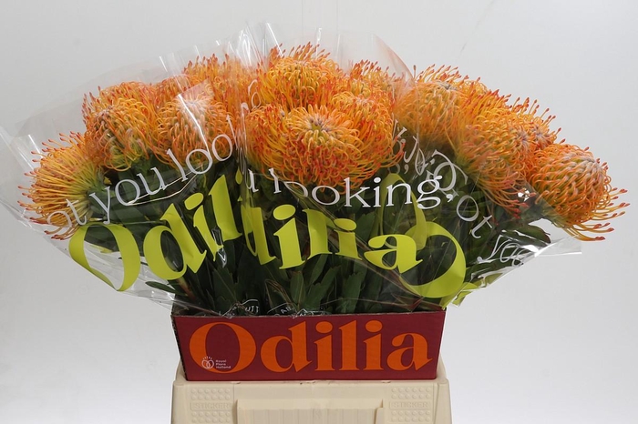 <h4>Nutans Ayoba Sun</h4>