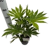 Fatsia jap. 'Spiderweb' sense C2