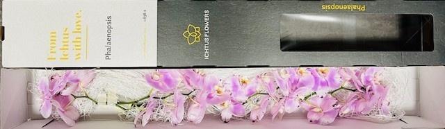 <h4>PHAL OV PER BLOEM</h4>