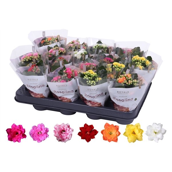 <h4>Kalanchoe Rosalina 07cm mix, Royale</h4>