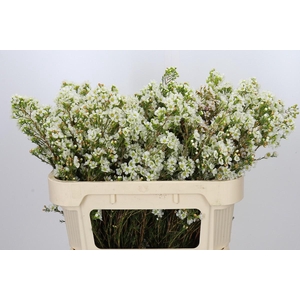 Chamelaucium Dawn Pearl