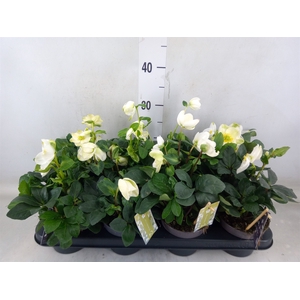 Helleborus niger 'Christmas Carol'