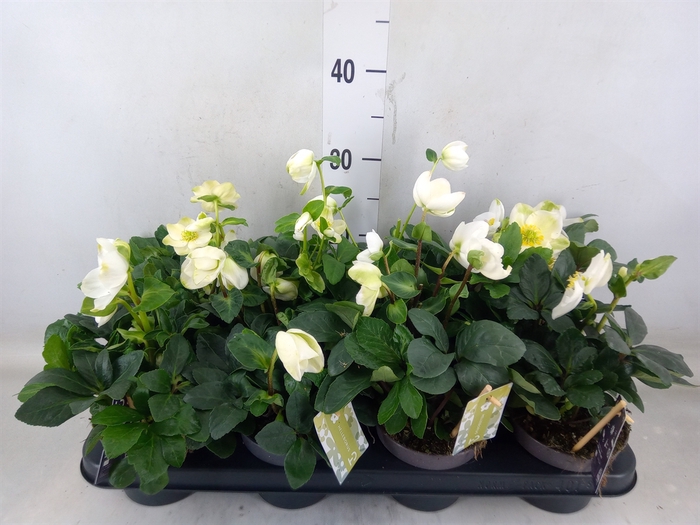 <h4>Helleborus niger 'Christmas Carol'</h4>