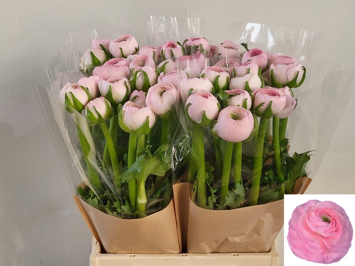 <h4>RAN SU CONFETTO</h4>