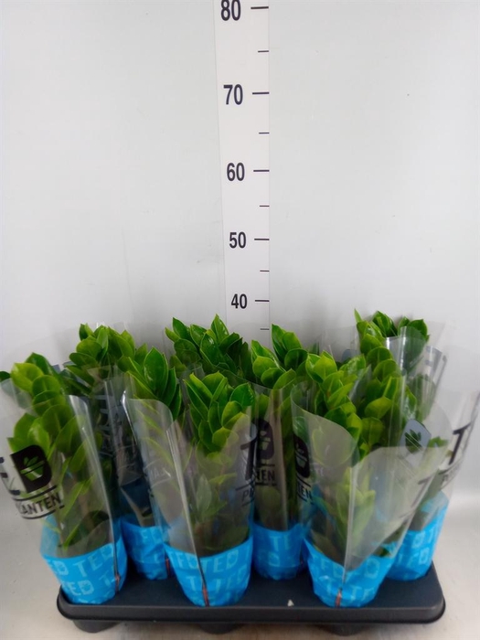 <h4>Zamioculcas zamiifolia</h4>