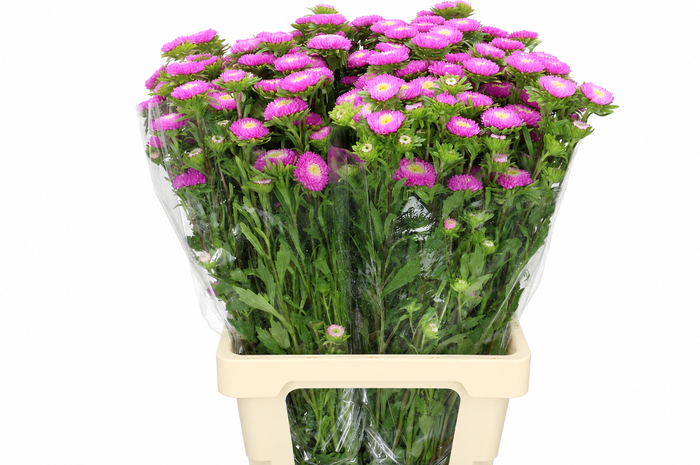 <h4>Callistephus Matsumoto Light Pink</h4>