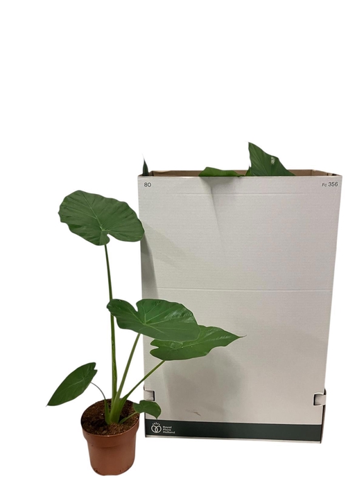 <h4>ALOC MACRORRHIZOS</h4>