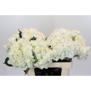 Hydrangea White Premium
