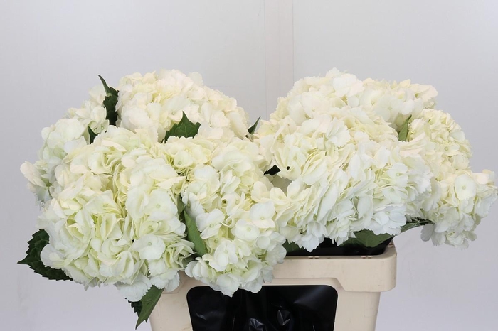 <h4>Hydrangea White Premium</h4>