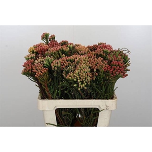 Cape green red strawberry (Brunia)