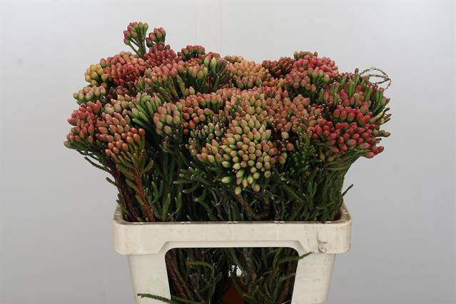 <h4>Cape green red strawberry (Brunia)</h4>
