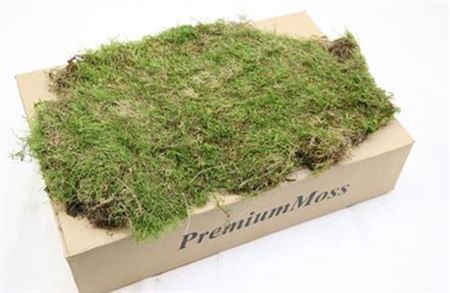 <h4>Mos Platmos ( Dried )</h4>