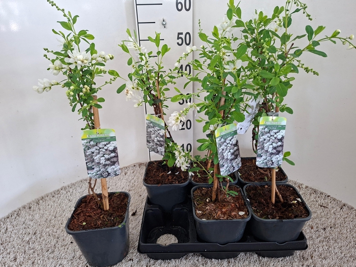 <h4>EXOCH THE BRIDE</h4>