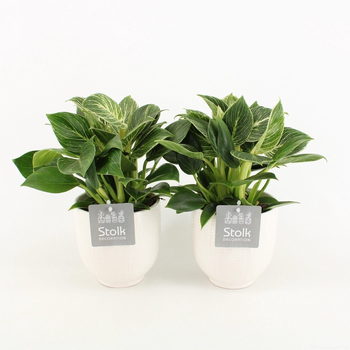 <h4>Philodendron White Wave in Liv Keramiek</h4>