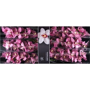 Cymb Tak Sky Screper x 8