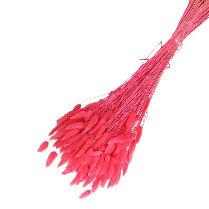 <h4>Droogbloem Lagurus 65cm 100g</h4>