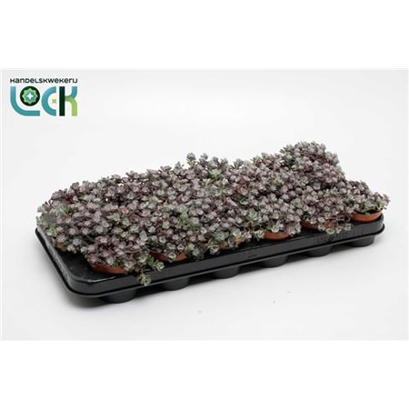 <h4>Sedum Purpureum</h4>