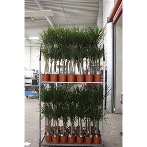 Dra Marginata 60-30 Cm