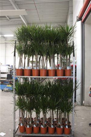 <h4>Dra Marginata 60-30 Cm</h4>