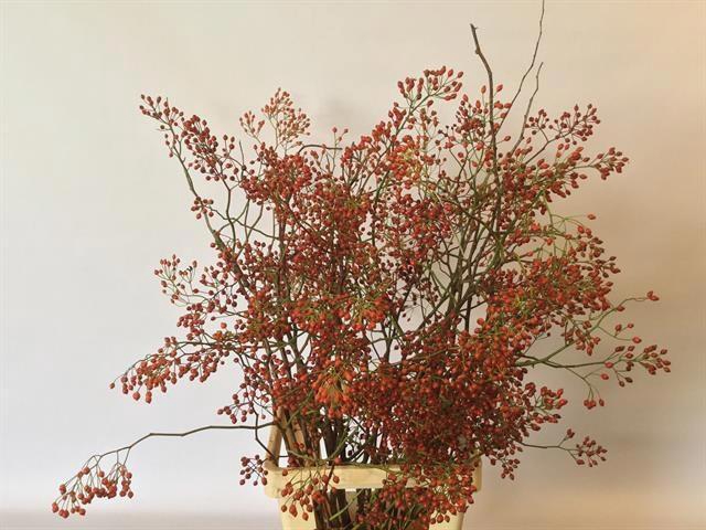 <h4>ROSA CORALLO</h4>