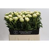 Paeonia Bowl Of Cream