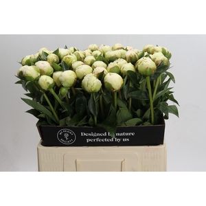 Paeonia Bowl Of Cream