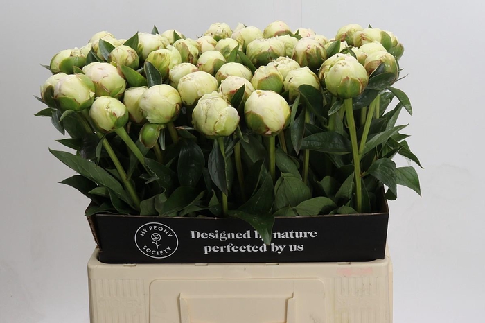 <h4>Paeonia Bowl Of Cream</h4>