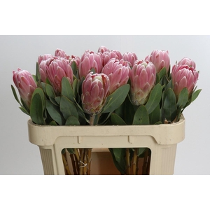 PROTEA PENNY PINK