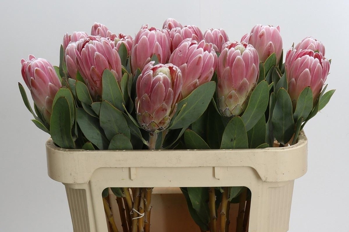<h4>PROTEA PENNY PINK</h4>