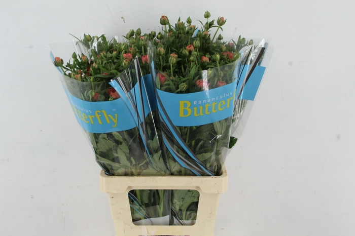 <h4>RAN BUTTERFLY ERIS</h4>