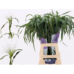 Panic Vi Fontaine 80 Cm