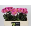 Dahlia Esli