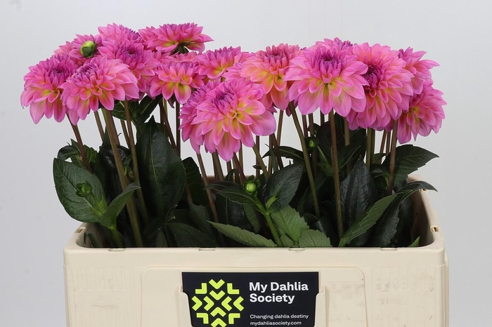 <h4>Dahlia Esli</h4>