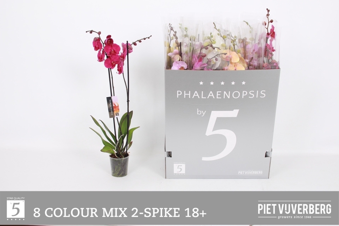 <h4>PHAL GEM 8 KL</h4>